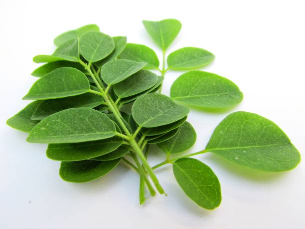 istock Moringa leaves isolated on white background 1290656904