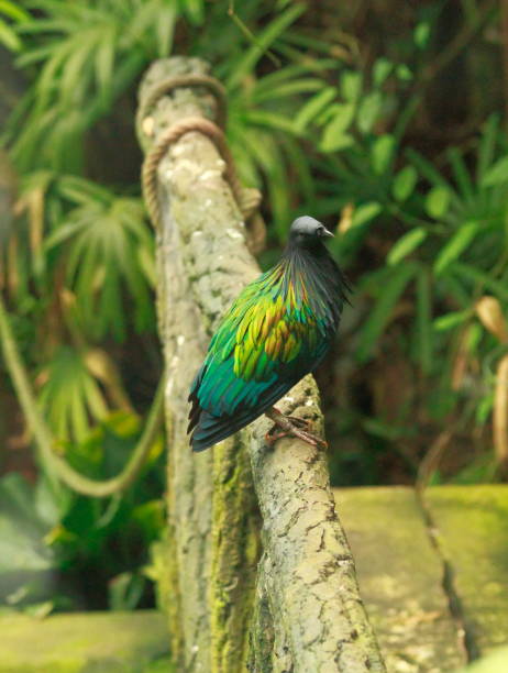 istock Colourful dove sitting on a branch 1290658025