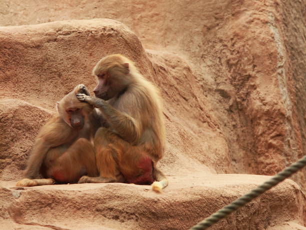 istock Baboon family grooming in the park 1290658766