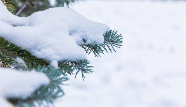 istock Snow lying on the branches of a Christmas tree 1290659468