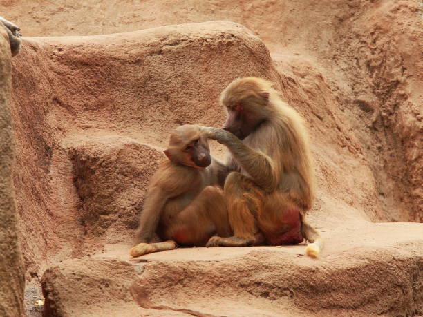 istock Baboon family grooming in the park 1290660331