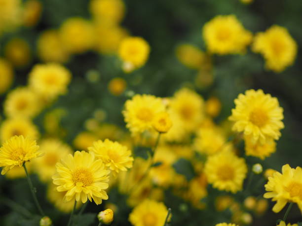 istock Chrysanthemum indicum Scientific name Dendranthema morifolium, Flavonoids,Closeup pollen of bush yellow flower blooming in garden on blurred of nature background 1290662033