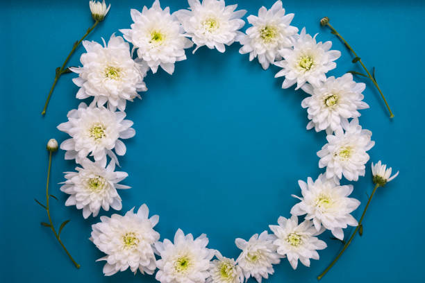 istock chrysanthemums are arranged in a circle on a table on a blue background 1290665275