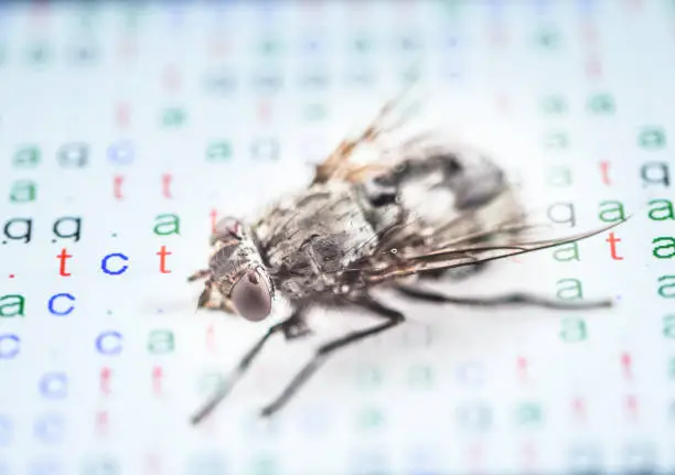 Photo of fly with color coded DNA spectrum peaks