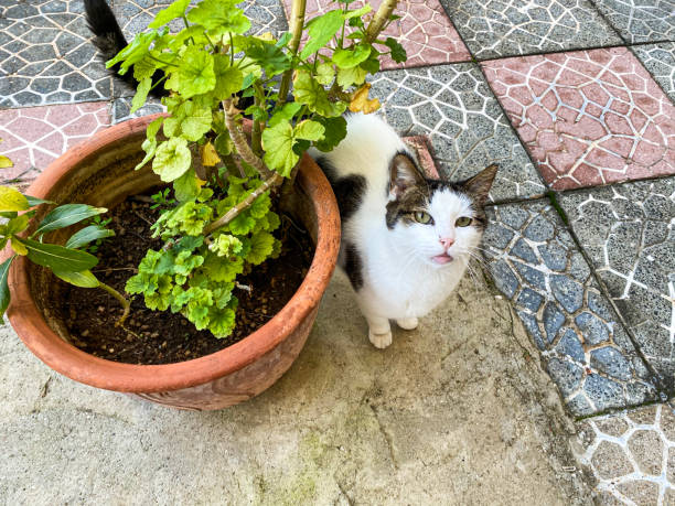 istock The cat in the garden. 1290670040