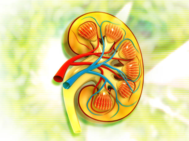 istock Cross section of human kidney 1290670203