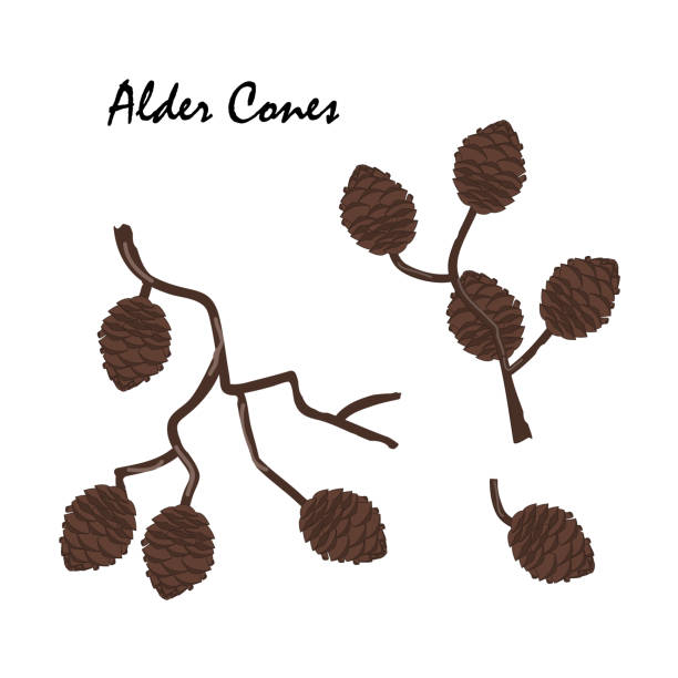 A branch of alder with cones isolated on white background. Vector illustration. Branch of Alnus glutinosa, the common alder A branch of alder tree with cones isolated on white background. Vector illustration. Branch of Alnus glutinosa, the common alder. alder tree drawing stock illustrations