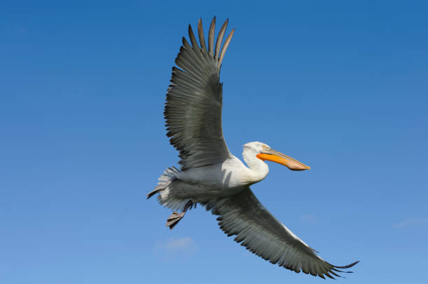 istock Dalmatian pelican flying 1290672677