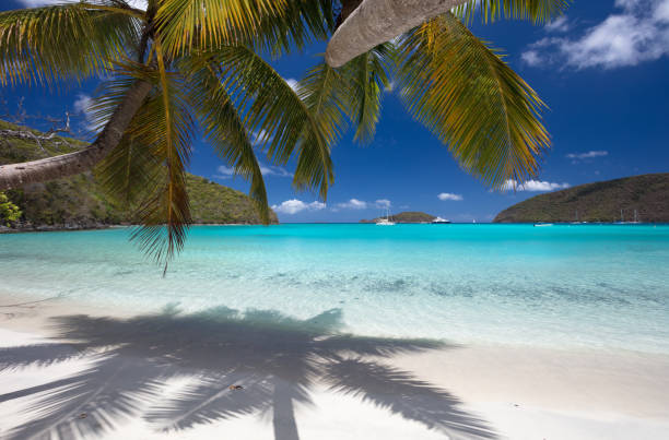 istock Palm trees on a tropical beach in the Caribbean 1290672694