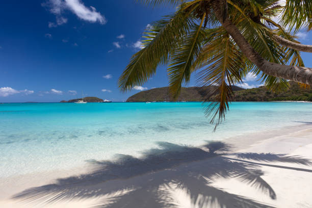 istock Palm trees on a tropical beach in the Caribbean 1290672697