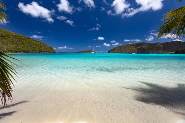 istock Palm trees on a tropical beach in the Caribbean 1290672698