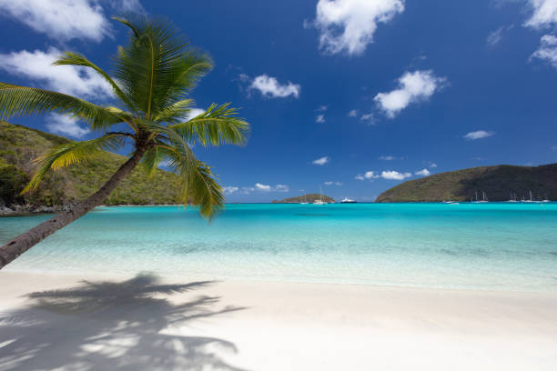 istock Palm trees on a tropical beach in the Caribbean 1290672699