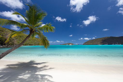 Palm trees on a tropical beach in the Caribbean, St. John, Virgin Islands