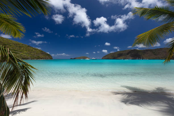 istock Palm trees on a tropical beach in the Caribbean 1290672700