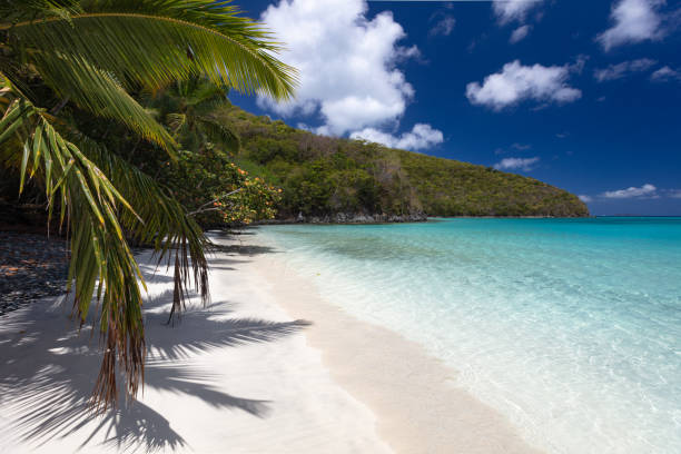 istock Palm trees on a tropical beach in the Caribbean 1290672703