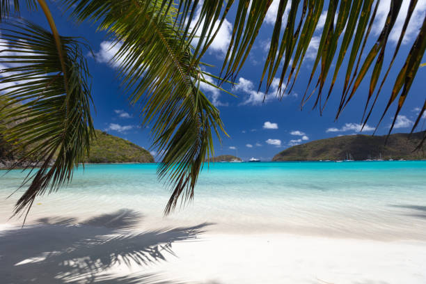 istock Palm trees on a tropical beach in the Caribbean 1290672706