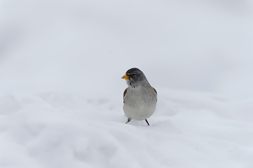 white-winged snowfinch (Montifringilla nivalis)