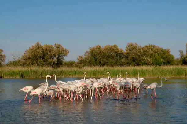 greater flamingo (Phoenicopterus roseus)