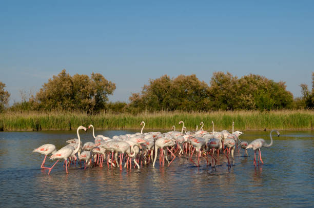 больше фламинго (phoenicopterus roseus) - group of animals animal bird flamingo стоковые фото и изображения