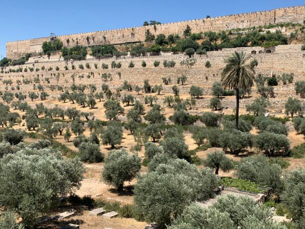 istock Olive landscape - terrace culture - Jerusalem 1290673851