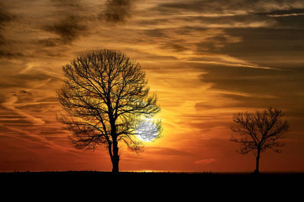 Silhouette of two bare trees on a beautiful sunset in winter.
