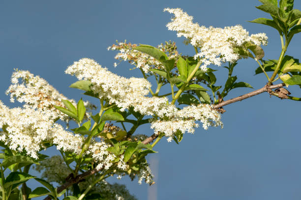 Elderberry (Sambucus) is a genus of plants in the Family Of the Musk Herb Family (Adoxaceae) stock photo
