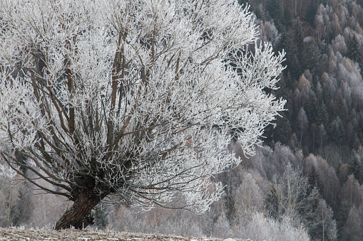 Winter landscape of the frozen forest in the heart of Transylvania