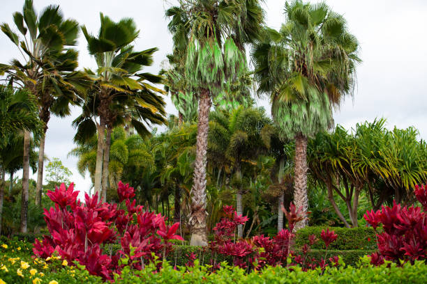 istock Tropical garden with tall palm trees in central Oahu, Hawaii 1290678466