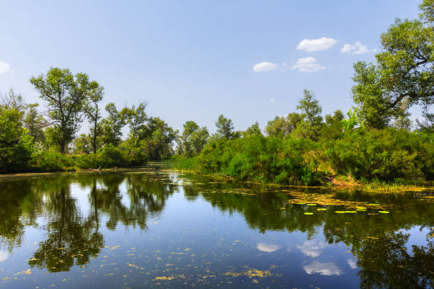 istock beautiful quiet summer lake scene 1290679403