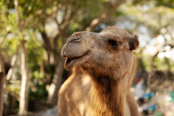 istock Smiling camel in the park 1290679772