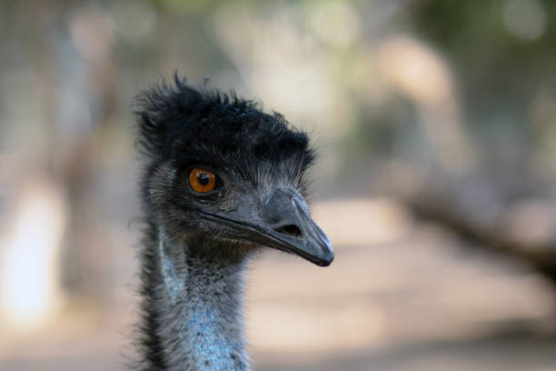 Australian ostrich emu on a summer day. Israel