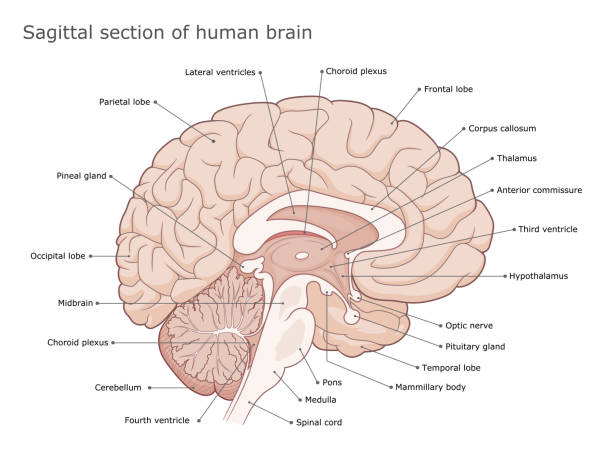 Sagittal section of the brain Human brain internal anatomy vector diagram. Sagittal section of the brain. Medical infographic. body part stock illustrations