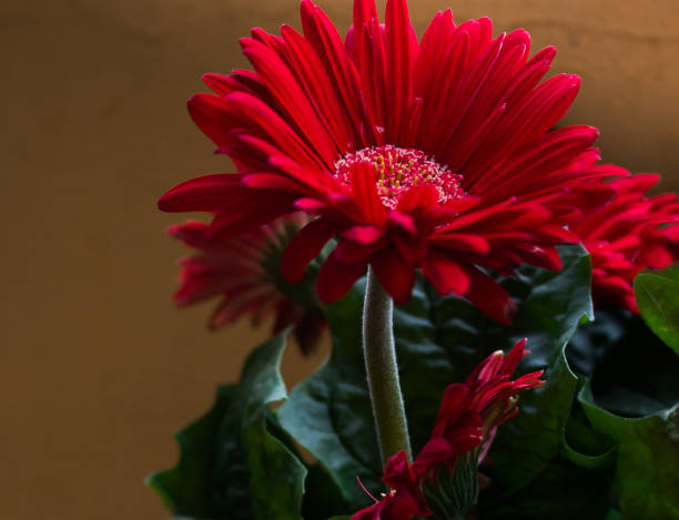 istock Colorful and vibrant gerberas for gift. 1290683724