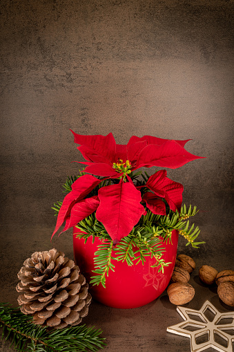 Poinsettia in a red pot stands against a gray background, decorated with pine cones and a straw star. With copy space