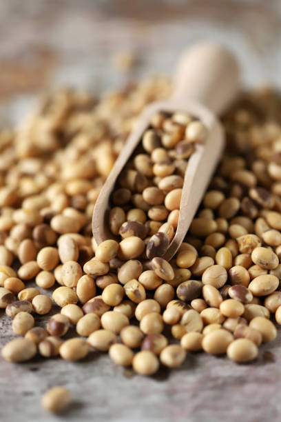 istock Soybeans in a wooden spatula. 1290685144