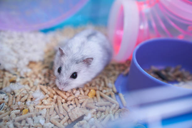 istock Dzungarian hamster in a multicolored cage with a wheel 1290685563
