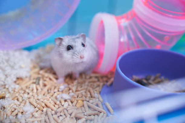 istock Dzungarian hamster in a multicolored cage with a wheel 1290685565