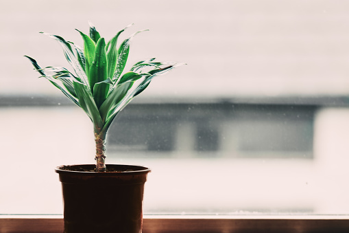 Young Dracaena houseplant in a plastic plant pot on a window sill during winter.