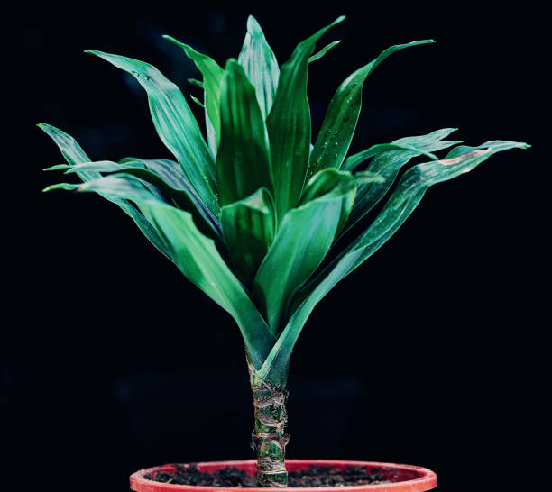 istock Dracaena houseplant 1290688272