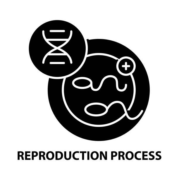 reproduction process icon, black vector sign with editable strokes, concept illustration reproduction process icon, black vector sign with editable strokes, concept symbol illustration diagram of female reproductive system drawings stock illustrations