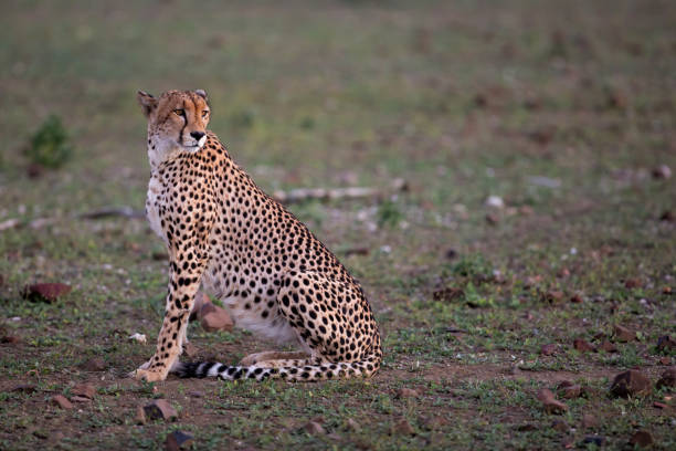 istock Cheetah (Acinonyx jubatus) in Mashatu Game Reserve 1290691949