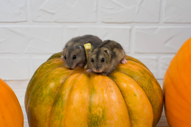 istock Two little Dzungarian hamsters sit on an orange pumpkin. 1290692024