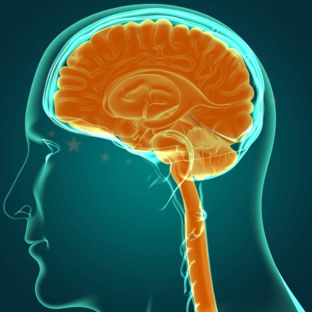 istock Human Brain Anatomy For Medical Concept 3D 1290692373