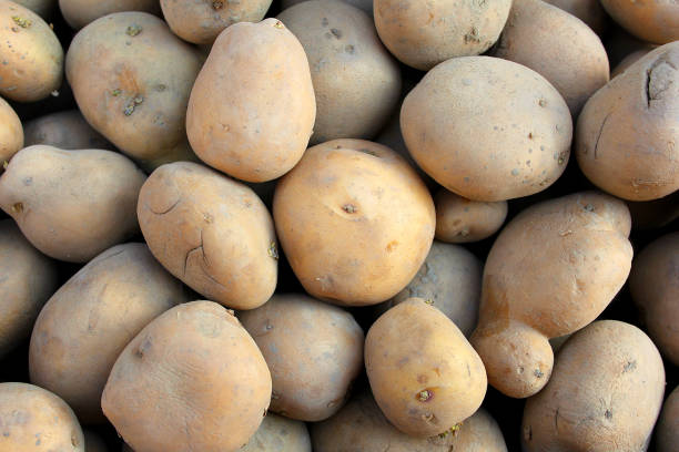 istock Potato heap on vegetable shop. 1290692436