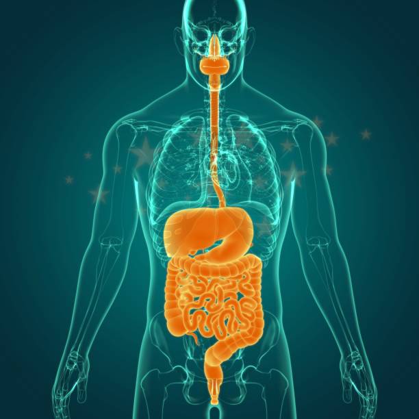 istock Human Digestive System Anatomy For Medical Concept 3D 1290693706