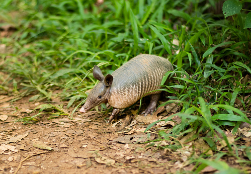 Little armadillo wandering out of some tall grass while foraging around in a wildlfe reserve