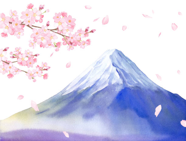 blick auf kirschblüten und mt. fuji. vektordaten von aquarellabbildungen. (weißer hintergrund) - flower spring cherry blossom blossom stock-grafiken, -clipart, -cartoons und -symbole