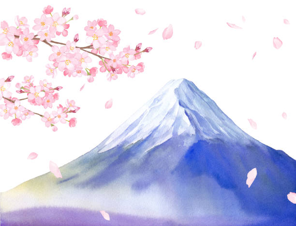 View of cherry blossoms and Mt. Fuji. Vector data of watercolor illustrations. (White background) View of cherry blossoms and Mt. Fuji. Vector data of watercolor illustrations. The cherry blossom leo out can be changed. (White background) spring flower mountain landscape stock illustrations