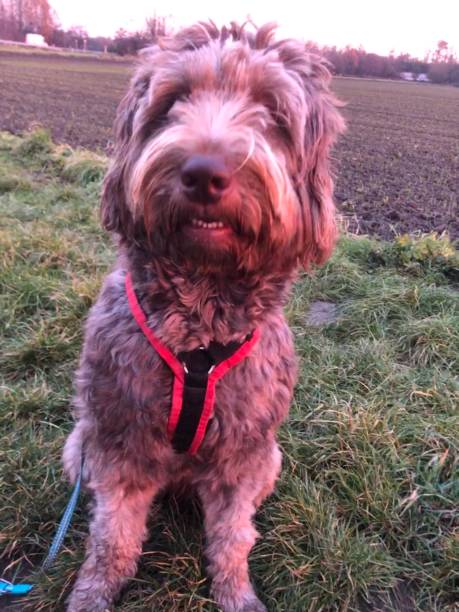 istock Dog face in the light of the setting sun 1290695693