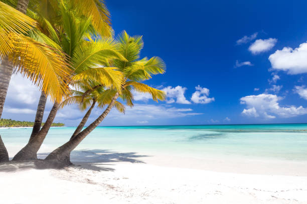 istock Coconut palm trees on caribbean island Saona 1290697365